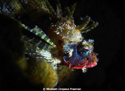 Raggy young Scropion Fish
Night Dive by Elizabeth Oropesa Freeman 